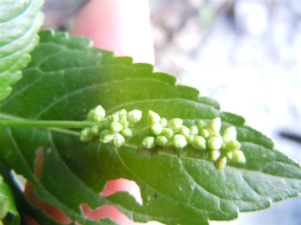 Mercurialis annua